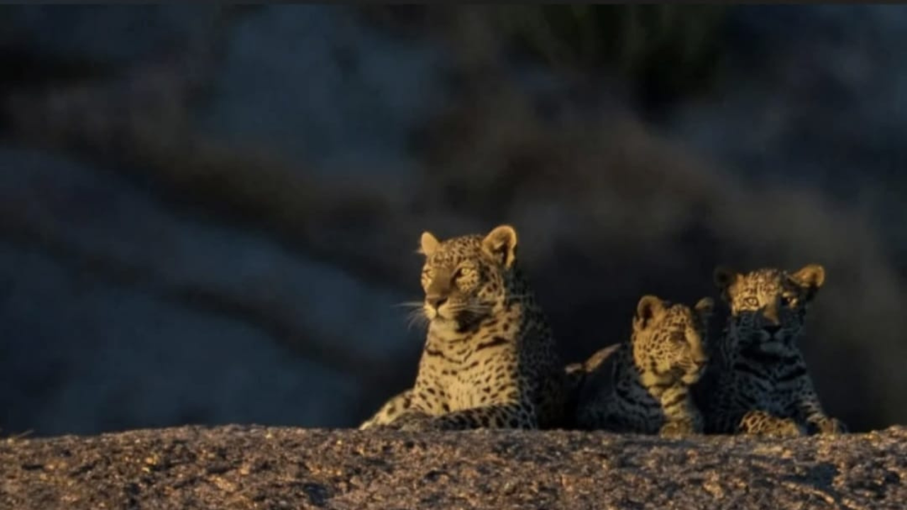 jawai-leopard