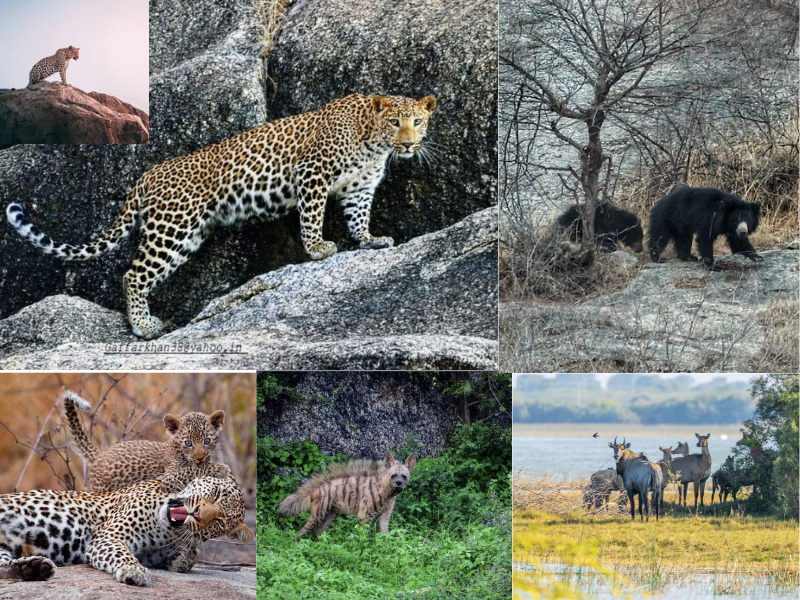 jawai-leopard
