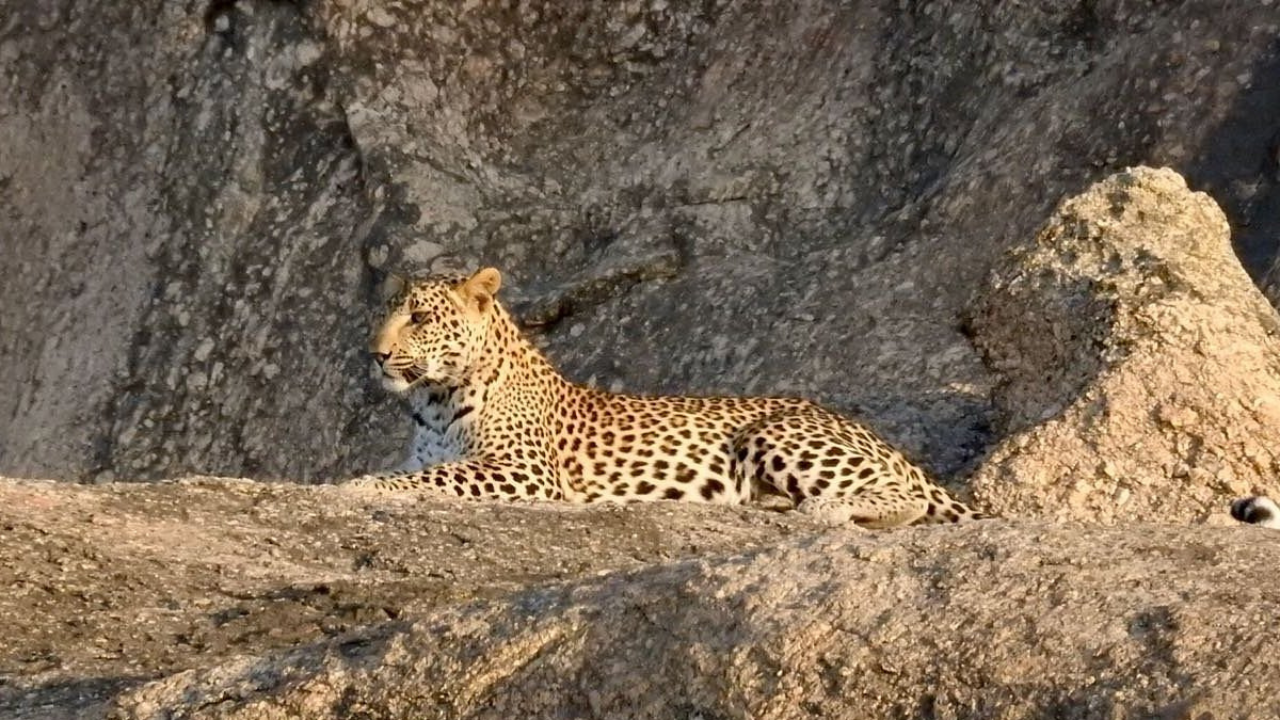 jawai-leopard